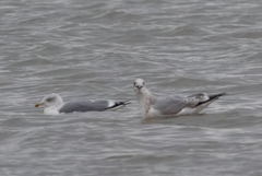 Larus argentatus