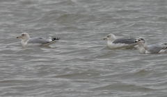 Larus argentatus