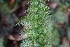 Polyphlebium capillaceum