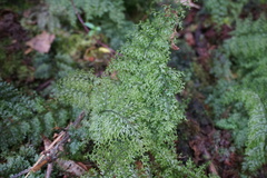 Polyphlebium capillaceum