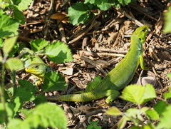 Lacerta diplochondrodes cariensis