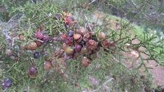 Juniperus phoenicea