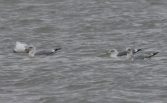 Larus argentatus