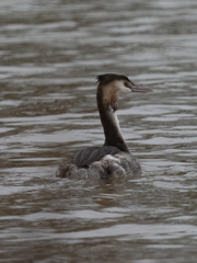 Podiceps cristatus