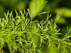 Polyphlebium capillaceum