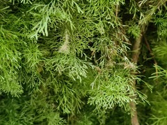 Polyphlebium capillaceum