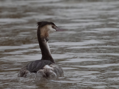 Podiceps cristatus