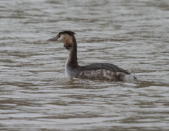Podiceps cristatus