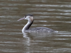 Podiceps cristatus