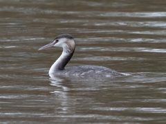 Podiceps cristatus
