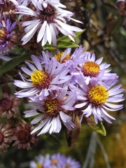 Diplostephium lechleri