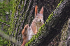 Sciurus vulgaris