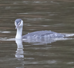 Podiceps cristatus
