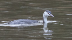 Podiceps cristatus