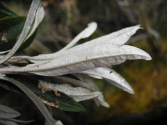 Diplostephium lechleri