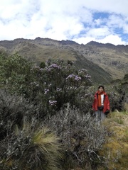 Diplostephium lechleri