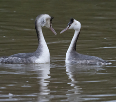 Podiceps cristatus