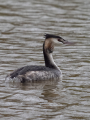 Podiceps cristatus