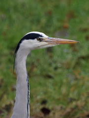 Ardea cinerea