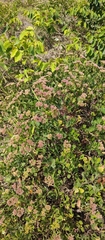Symphyopappus casarettoi