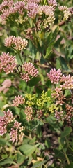 Symphyopappus casarettoi