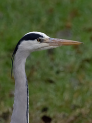 Ardea cinerea
