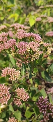 Symphyopappus casarettoi