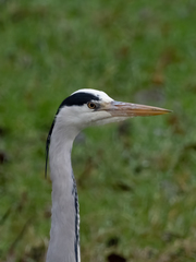 Ardea cinerea