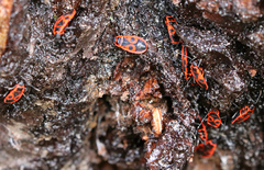 Pyrrhocoris apterus