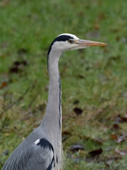 Ardea cinerea