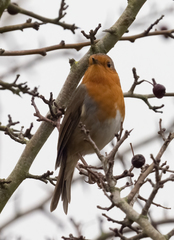 Erithacus rubecula