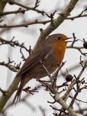 Erithacus rubecula