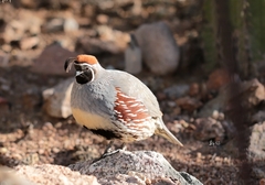 Callipepla gambelii