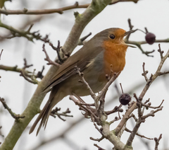Erithacus rubecula