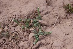 Lepidium lepidioides