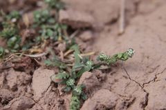 Lepidium lepidioides