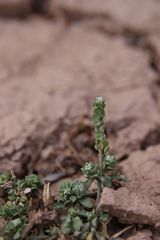 Lepidium lepidioides