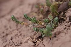 Lepidium lepidioides