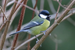 Parus major
