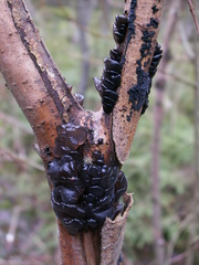 Exidia brunneola