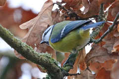 Cyanistes caeruleus