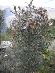 Diplostephium haenkei
