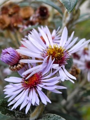 Diplostephium haenkei