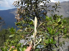 Diplostephium haenkei