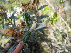 Diplostephium haenkei