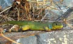 Lacerta diplochondrodes cariensis