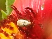 Trigonorhinus limbatus