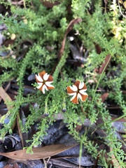 Jamesbrittenia albomarginata