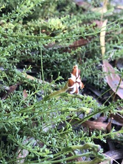 Jamesbrittenia albomarginata