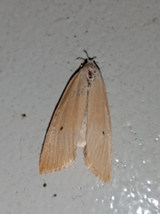 Scirpophaga incertulas
